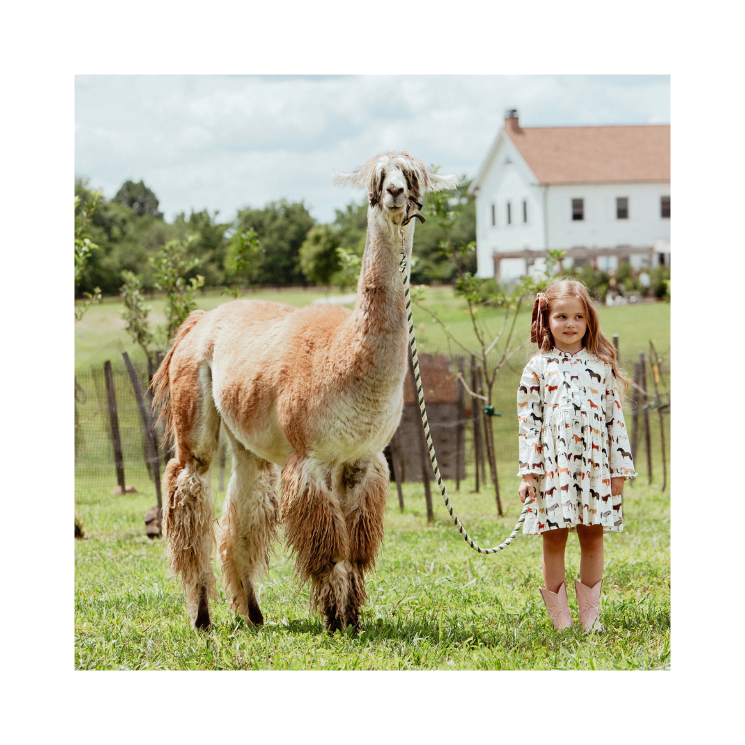 Autumn Horse Breeds Dress