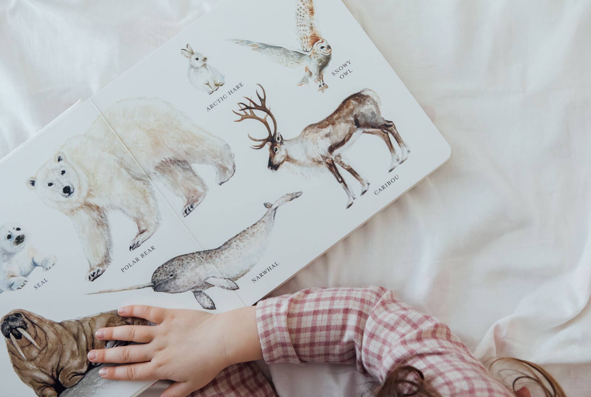 Our Big Book of Animals (Board Book)